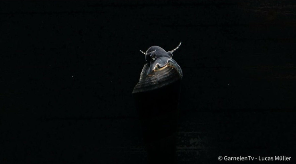 Teufelsdornschnecke - Faunus ater - GarnelenTv-Shop

Nahaufnahme von Faunus ater auf braunem Substrat

