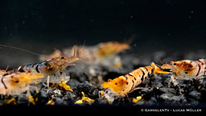 Nahaufnahme einer Gruppe von Tigergarnelen

Tigergarnele Caridina mariae im Aquarium

