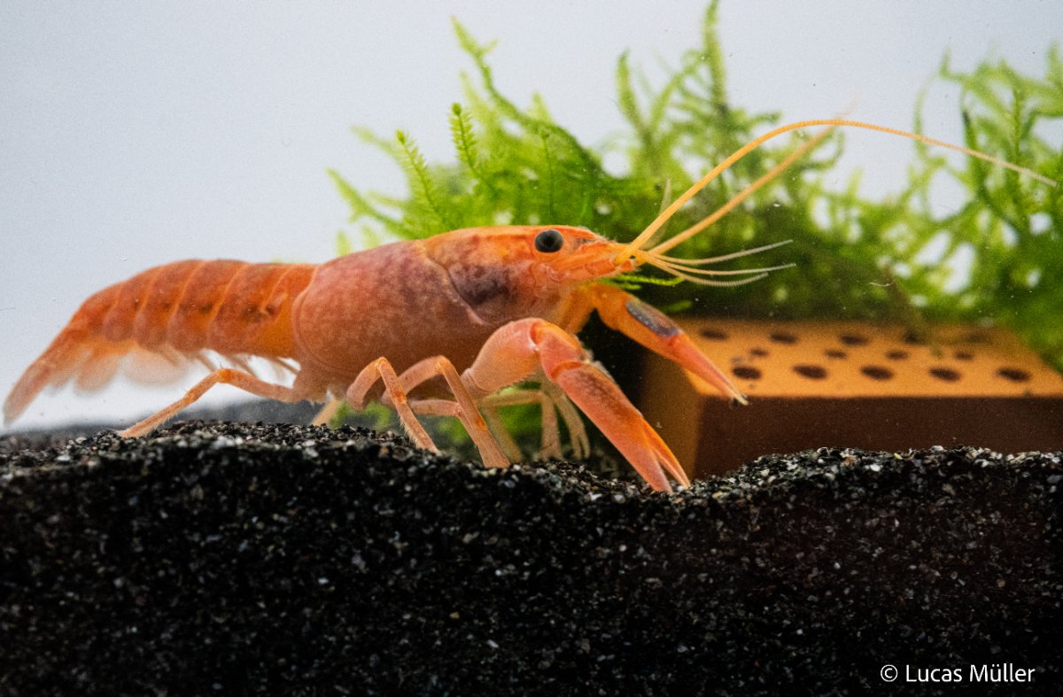 Volcano Yabby - Cherax destructor var. 'Volcano' - GarnelenTv-Shop
Volcano Yabby Cherax destructor var. 'Volcano' im Aquarium

