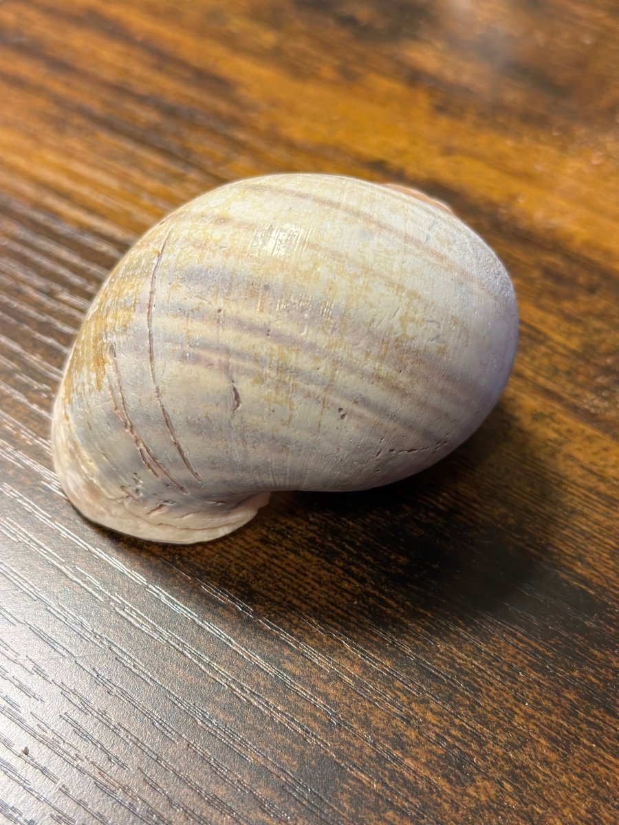 Weinbergschnecke natur groß ca. 4-6cm - GarnelenTv-Shop

Weinbergschnecke Schneckenhaus für Aquarien als Versteck

