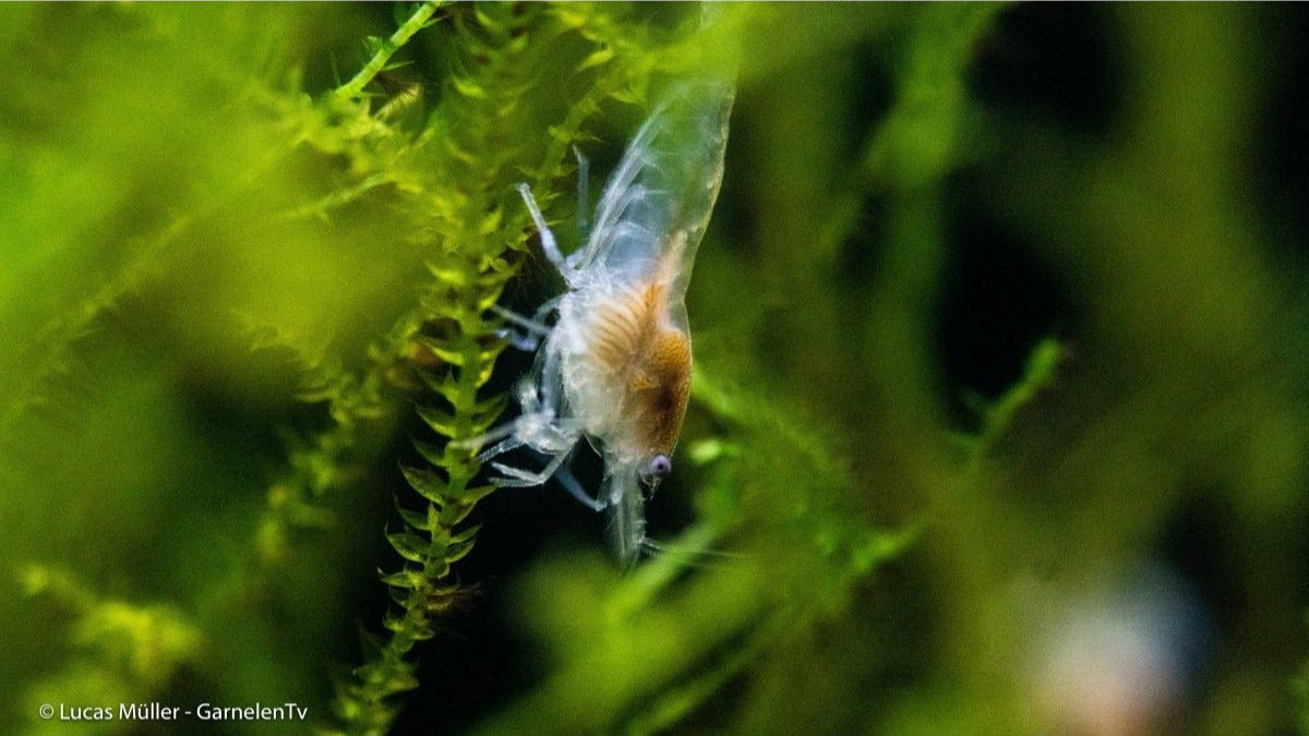 Neocaridina palmata "White" Garnelen im Aquarium