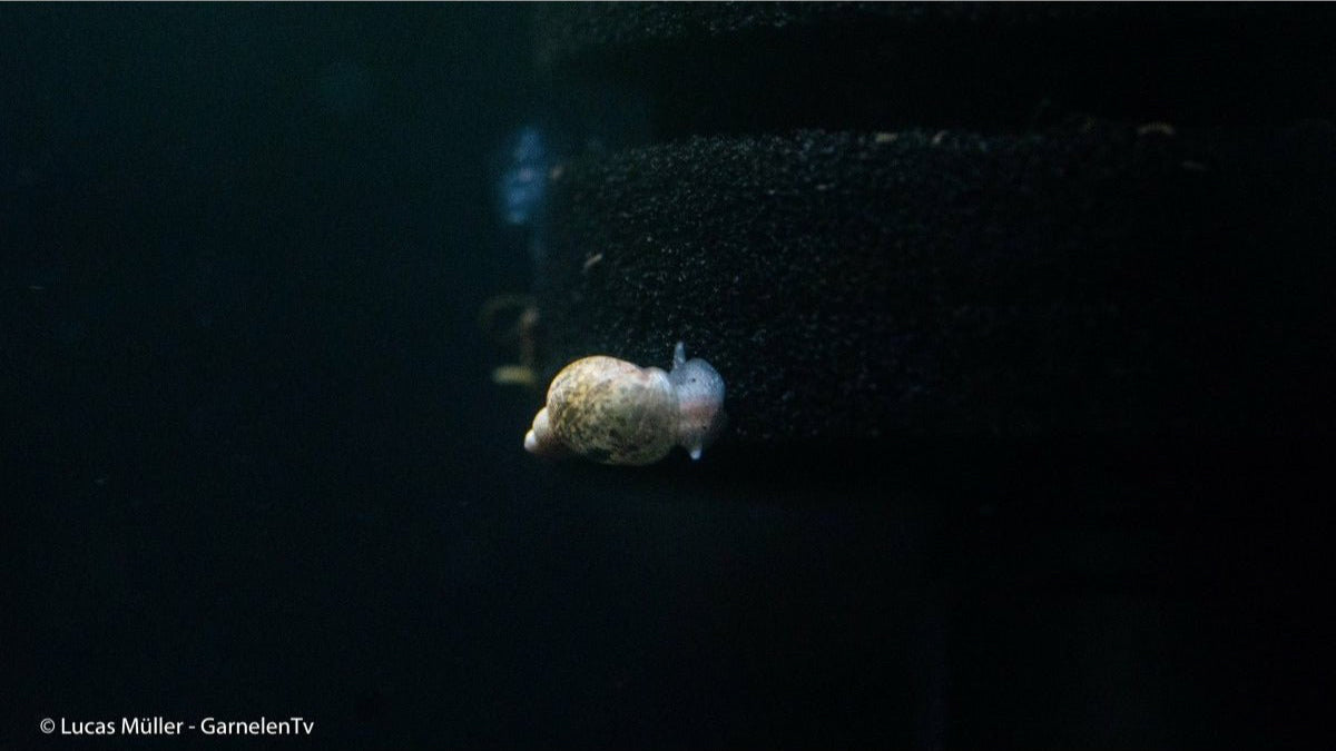 Eiförmige Schlammschnecke Radix balthica
