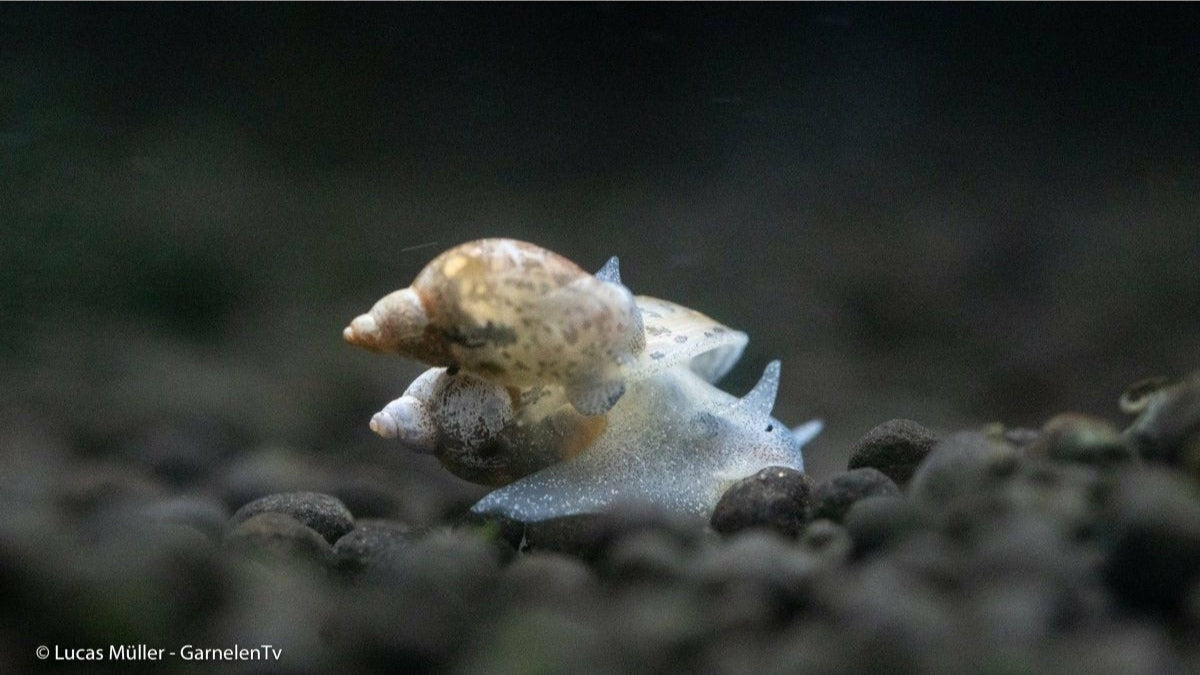 Yoda Schnecke auf Kies im Aquarienboden