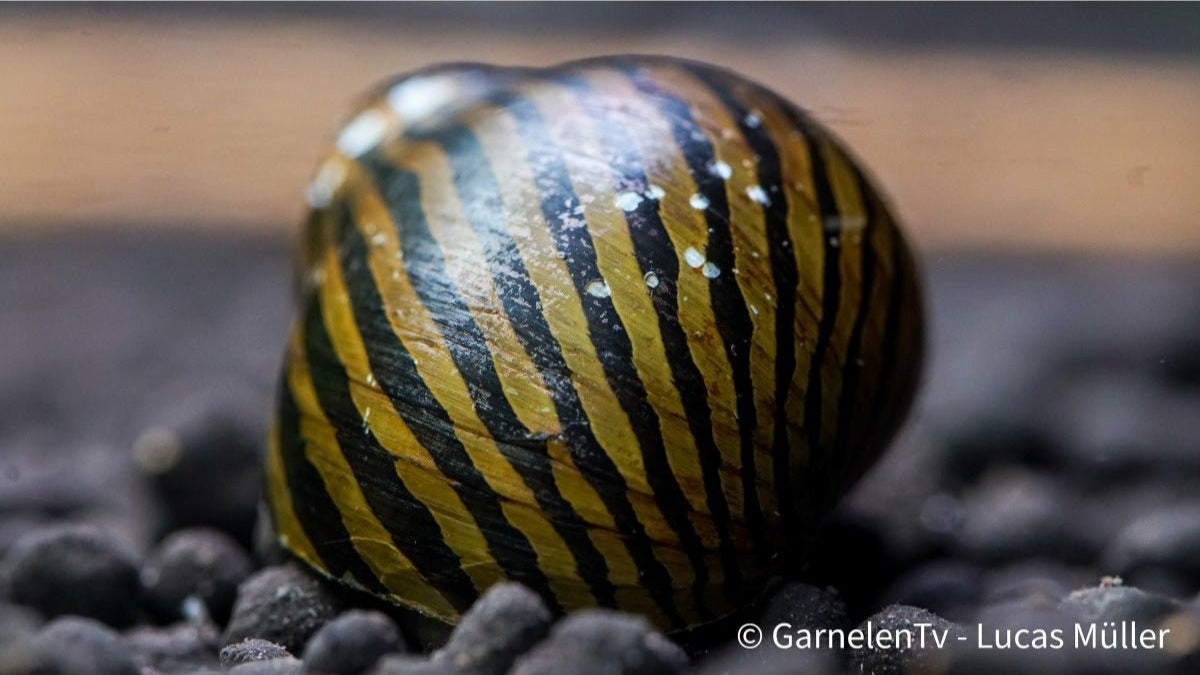 Vittina turrita frisst Algen im Aquarium