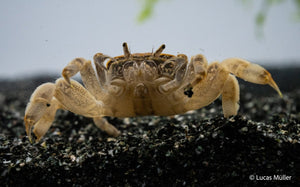 Zwergghost Unterwasserkrabbe - Potamocypoda pugil - GarnelenTv-Shop