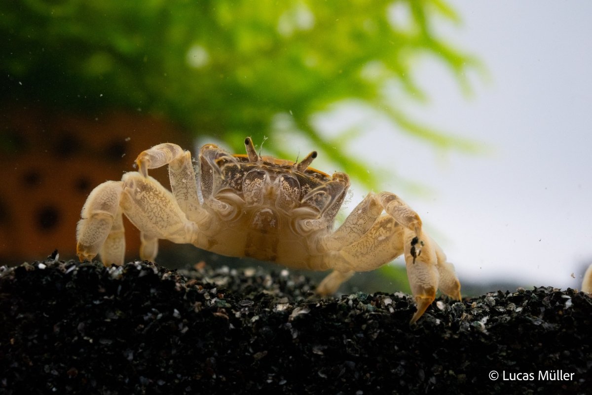 Zwergghost Unterwasserkrabbe auf Kies im Aquarium

